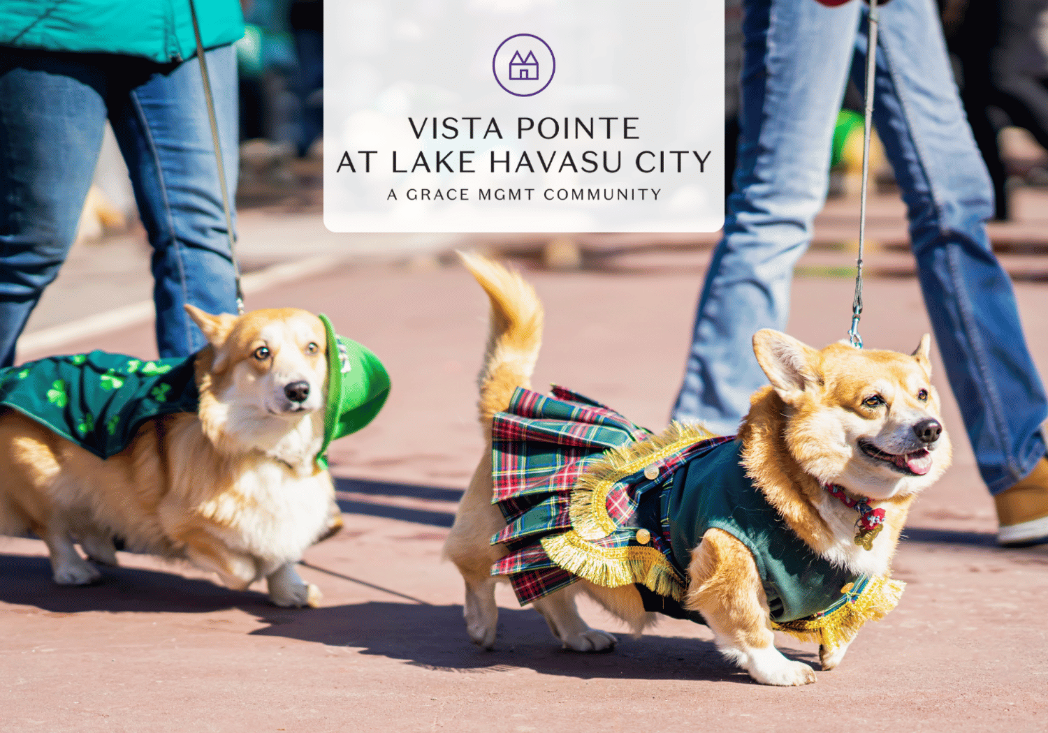 Two dressed-up corgis on leashes stroll along a sunny sidewalk with a central banner reading Vista Pointe at Lake Havasu City.